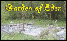 Garden of Eden (page 72) Issue 91 (click the pic for an enlarged view)